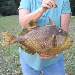 19 inch Dried Triggerfish Mount with Hanger 