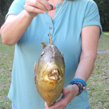 19 inch Dried Triggerfish Mount with Hanger 