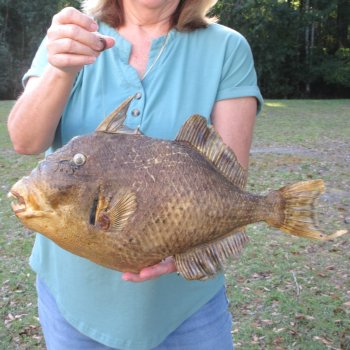 19 inch Dried Triggerfish Mount with Hanger 