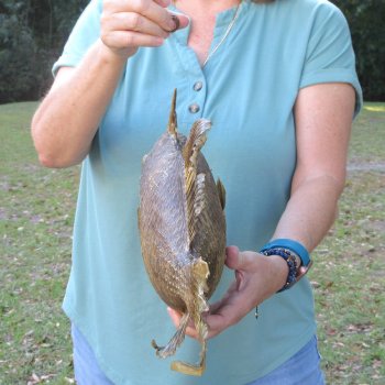19 inch Dried Triggerfish Mount with Hanger 