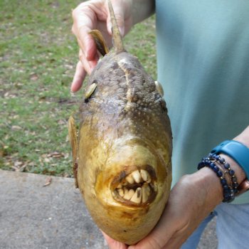 19 inch Dried Triggerfish Mount with Hanger 