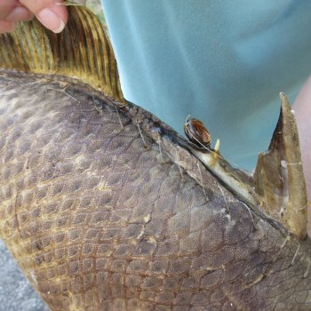 19 inch Dried Triggerfish Mount with Hanger 