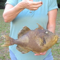 16 inch Dried Triggerfish Mount with Hanger 