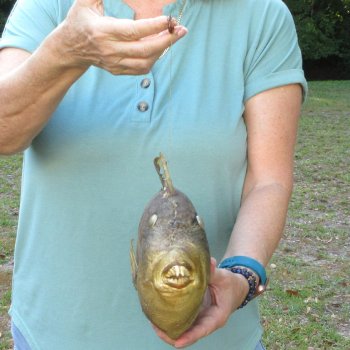 16 inch Dried Triggerfish Mount with Hanger 