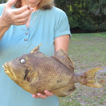 16 inch Dried Triggerfish Mount with Hanger 