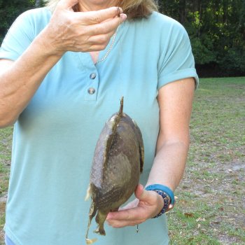 16 inch Dried Triggerfish Mount with Hanger 