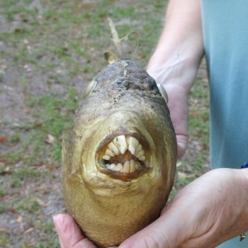 16 inch Dried Triggerfish Mount with Hanger 