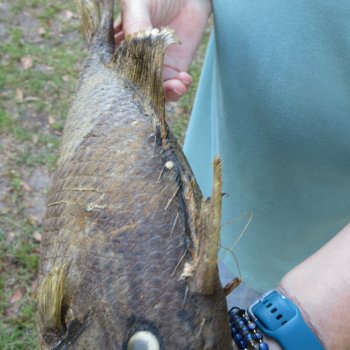 16 inch Dried Triggerfish Mount with Hanger 