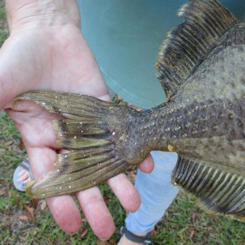 16 inch Dried Triggerfish Mount with Hanger 