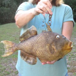 16 inch Dried Triggerfish Mount with Hanger 