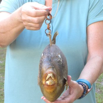 16 inch Dried Triggerfish Mount with Hanger 