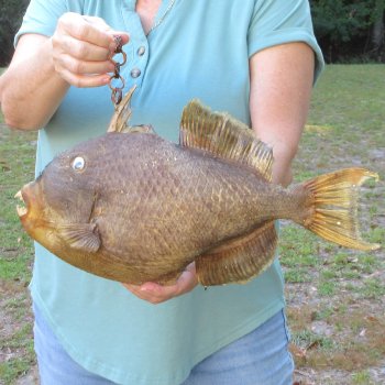 16 inch Dried Triggerfish Mount with Hanger 