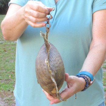 16 inch Dried Triggerfish Mount with Hanger 