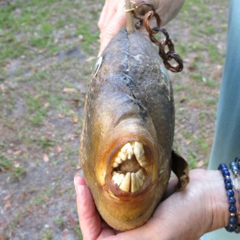 16 inch Dried Triggerfish Mount with Hanger 