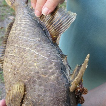 16 inch Dried Triggerfish Mount with Hanger 