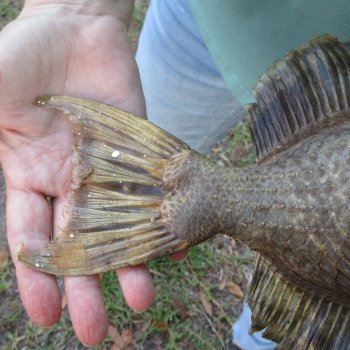 16 inch Dried Triggerfish Mount with Hanger 