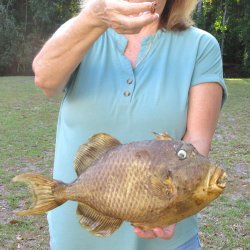 16 inch Dried Triggerfish Mount with Hanger 