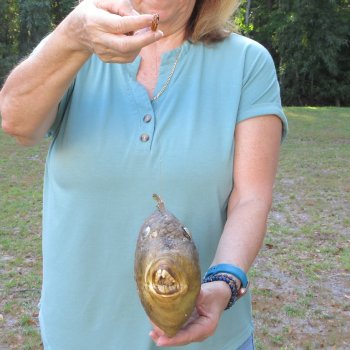 16 inch Dried Triggerfish Mount with Hanger 