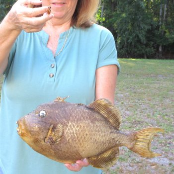 16 inch Dried Triggerfish Mount with Hanger 