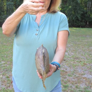 16 inch Dried Triggerfish Mount with Hanger 