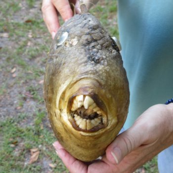 16 inch Dried Triggerfish Mount with Hanger 