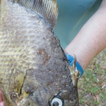 16 inch Dried Triggerfish Mount with Hanger 