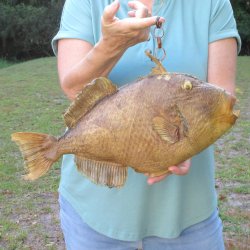 17 inch Dried Triggerfish Mount with Hanger 