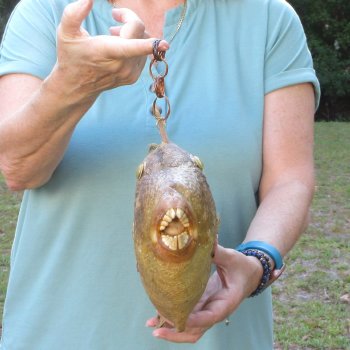 17 inch Dried Triggerfish Mount with Hanger 