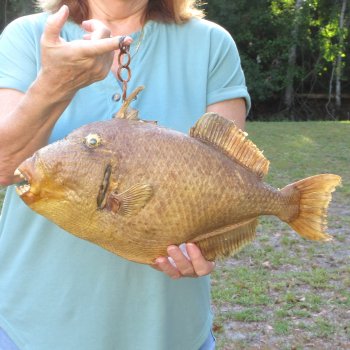 17 inch Dried Triggerfish Mount with Hanger 