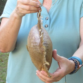 17 inch Dried Triggerfish Mount with Hanger 