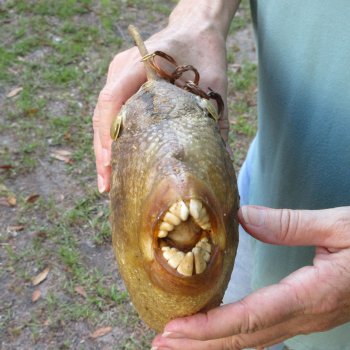 17 inch Dried Triggerfish Mount with Hanger 