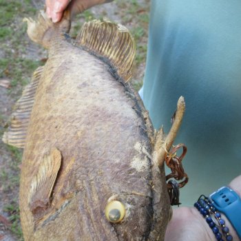 17 inch Dried Triggerfish Mount with Hanger 