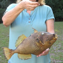 16 inch Dried Triggerfish Mount with Hanger 