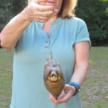 16 inch Dried Triggerfish Mount with Hanger 