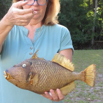 16 inch Dried Triggerfish Mount with Hanger 