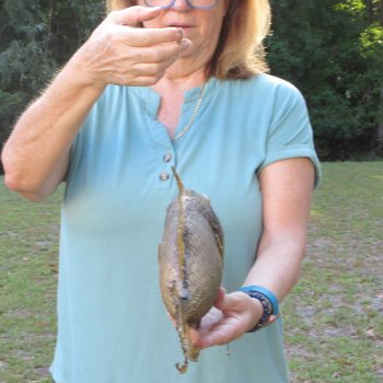 16 inch Dried Triggerfish Mount with Hanger 