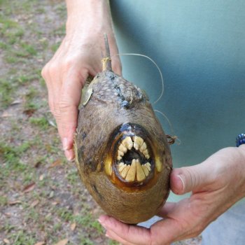 16 inch Dried Triggerfish Mount with Hanger 