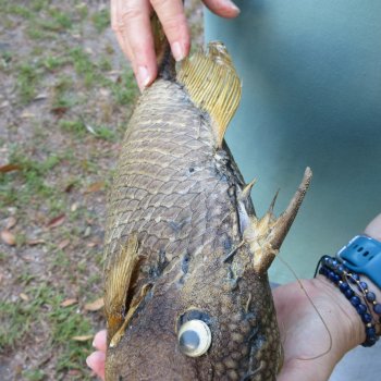 16 inch Dried Triggerfish Mount with Hanger 