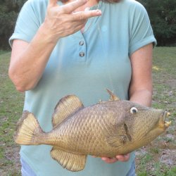 16 inch Dried Triggerfish Mount with Hanger 