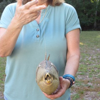 16 inch Dried Triggerfish Mount with Hanger 