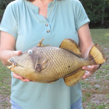 16 inch Dried Triggerfish Mount with Hanger 