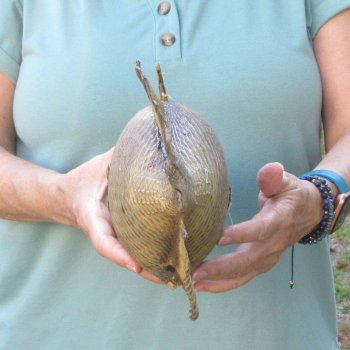 16 inch Dried Triggerfish Mount with Hanger 