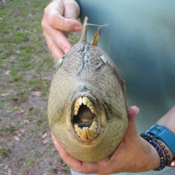 16 inch Dried Triggerfish Mount with Hanger 