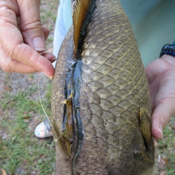 16 inch Dried Triggerfish Mount with Hanger 