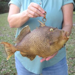 15 inch Dried Triggerfish Mount with Hanger 