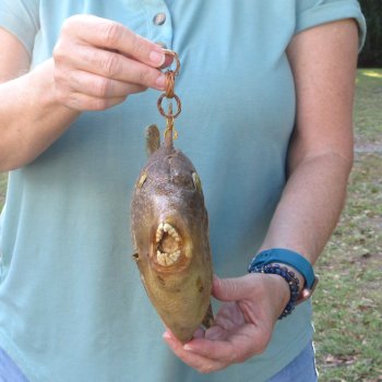 15 inch Dried Triggerfish Mount with Hanger 