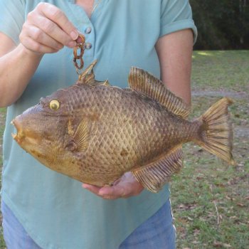 15 inch Dried Triggerfish Mount with Hanger 