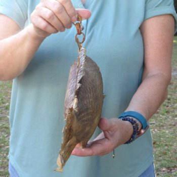 15 inch Dried Triggerfish Mount with Hanger 