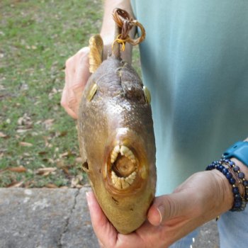 15 inch Dried Triggerfish Mount with Hanger 