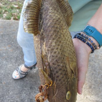 15 inch Dried Triggerfish Mount with Hanger 